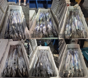 [[제주 뉴그린호(1호) 8월 28일 야간갈치 조황]] 선상낚시로 잡은 물고기 조황