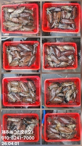 [[제주 뉴그린호(1호) 4월 1일 갑오징어조황]] 선상낚시로 잡은 물고기 조황
