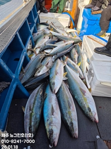 [[제주 뉴그린호(1호) 26년 1월 18일 방어조황]] 선상낚시로 잡은 물고기 조황