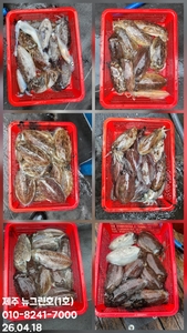 [[제주 뉴그린호(1호) 4월 18일 갑오징어조황]] 선상낚시로 잡은 물고기 조황