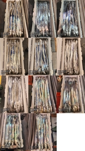 [[제주 뉴그린호(2호) 8월 23일 야간갈치 조황]] 선상낚시로 잡은 물고기 조황