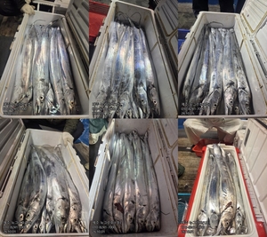 [[제주 뉴그린호(1호) 10월 1일 야간갈치 조황]] 선상낚시로 잡은 물고기 조황
