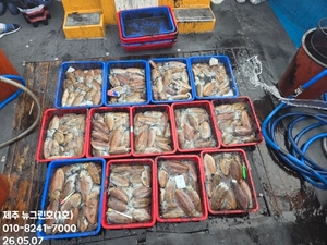 [[제주 뉴그린호(1호) 5월 7일 갑오징어조황]] 선상낚시로 잡은 물고기 조황