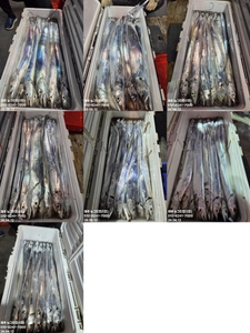 [[제주 뉴그린호(1호) 6월 12일 야간갈치 조황]] 선상낚시로 잡은 물고기 조황