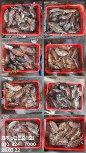 [[제주 뉴그린호(1호) 3월 22일 갑오징어조황]] 선상낚시로 잡은 물고기 조황