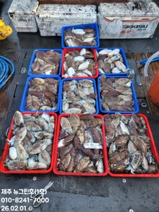 [[제주 뉴그린호(1호) 2월 1일 갑오징어조황]] 선상낚시로 잡은 물고기 조황