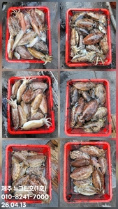 [[제주 뉴그린호(1호) 4월 13일 갑오징어조황]] 선상낚시로 잡은 물고기 조황