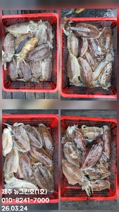 [[제주 뉴그린호(1호) 3월 24일 갑오징어조황]] 선상낚시로 잡은 물고기 조황