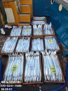 [[제주 뉴그린호(1호) 9월 7일 야간갈치 조황]] 선상낚시로 잡은 물고기 조황