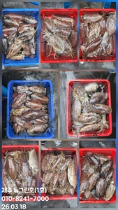 [[제주 뉴그린호(1호) 3월 18일 갑오징어조황]] 선상낚시로 잡은 물고기 조황