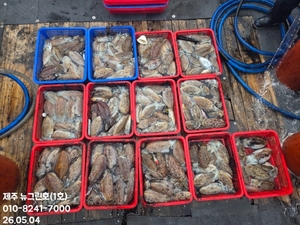 [[제주 뉴그린호(1호) 5월 4일 갑오징어조황]] 선상낚시로 잡은 물고기 조황
