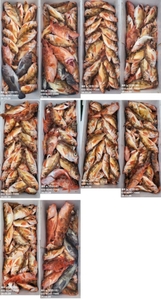 [[제주 뉴그린호(1호) 3월 29일 열기조황]] 선상낚시로 잡은 물고기 조황