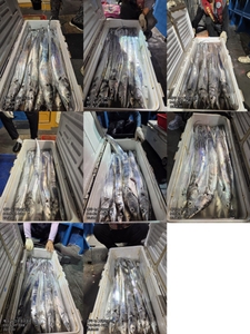 [[제주 뉴그린호(1호) 8월 20일 야간갈치 조황]] 선상낚시로 잡은 물고기 조황
