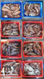 [[제주 뉴그린호(1호) 3월 4일 갑오징어조황]] 선상낚시로 잡은 물고기 조황