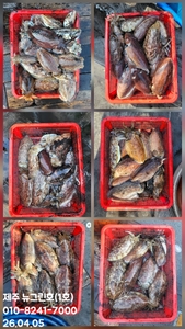 [[제주 뉴그린호(1호) 4월 5일 갑오징어조황]] 선상낚시로 잡은 물고기 조황