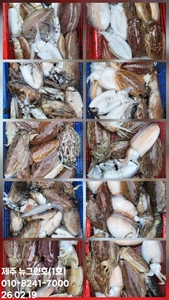 [[제주 뉴그린호(1호) 2월 19일 갑오징어조황]] 선상낚시로 잡은 물고기 조황