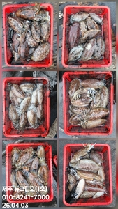 [[제주 뉴그린호(1호) 4월 3일 갑오징어조황]] 선상낚시로 잡은 물고기 조황