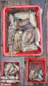 [[제주 뉴그린호(1호) 4월 12일 갑오징어조황]] 선상낚시로 잡은 물고기 조황