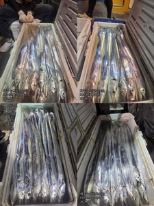 [[제주 뉴그린호(1호) 9월 2일 야간갈치 조황]] 선상낚시로 잡은 물고기 조황