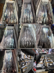 [[제주 뉴그린호(1호) 8월 4일 야간갈치 조황]] 선상낚시로 잡은 물고기 조황