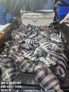 [[제주 뉴그린호(1호) 26년 1월 16일 돌돔조황]] 선상낚시로 잡은 물고기 조황