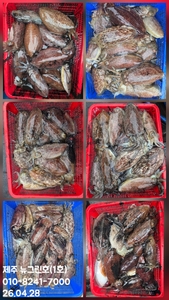 [[제주 뉴그린호(1호) 4월 28일 갑오징어조황]] 선상낚시로 잡은 물고기 조황