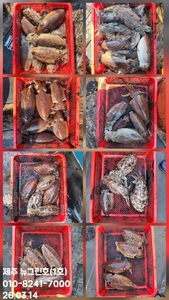 [[제주 뉴그린호(1호) 3월 14일 갑오징어조황]] 선상낚시로 잡은 물고기 조황