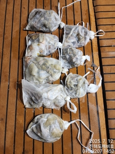 야간돌문어 조황좋습니다 선상낚시로 잡은 물고기 조황