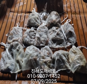 야간돌문어 7월10일 예약가능 선상낚시로 잡은 물고기 조황