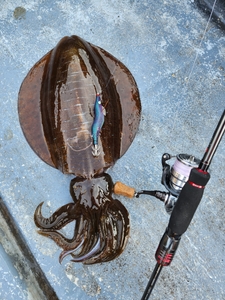 6월 12일 사량도 무늬오징어 조황. 선상낚시로 잡은 물고기 조황