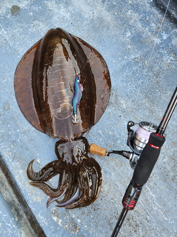 사량도 유니피싱 - 유니호의 조황일지 이미지 - 0