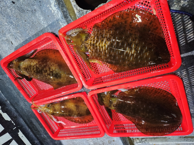 사량도 유니피싱 - 유니호의 조황일지 이미지 - 3