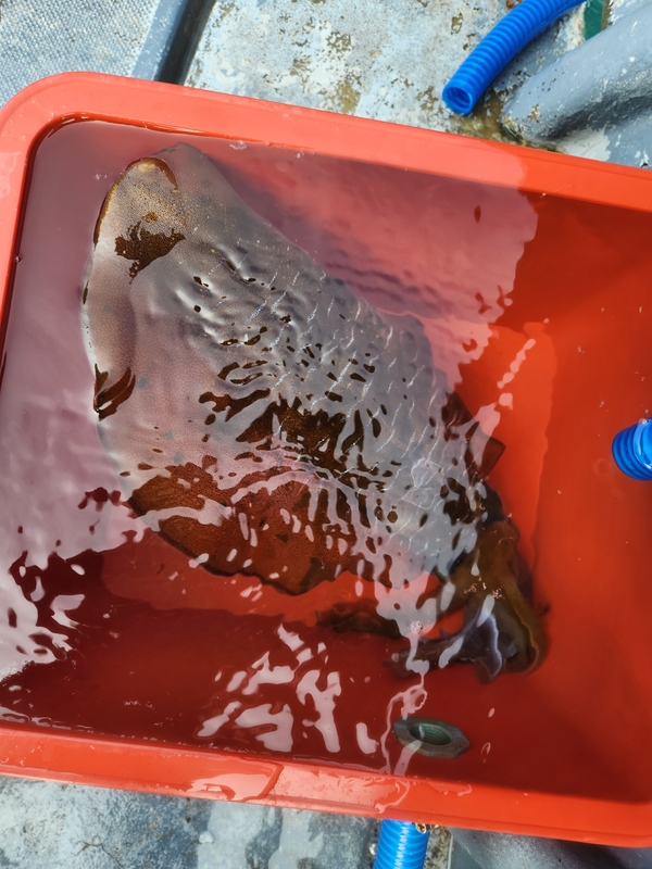 사량도 유니피싱 - 유니호의 조황일지 이미지 - 2