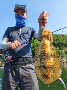 7월 21일 무늬 조황. 수온 26.도 11물
선상낚시로 잡은 물고기 조황