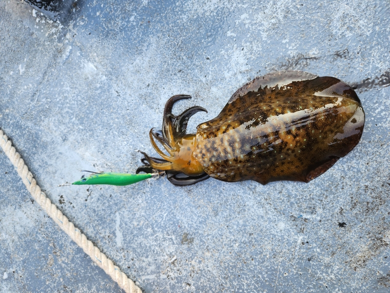 사량도 유니피싱 - 유니호의 조황일지 이미지 - 3