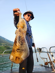 5월 15일 사량도 무늬오징어 조황 선상낚시로 잡은 물고기 조황