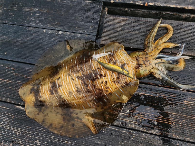 사량도 유니피싱 - 유니호의 조황일지 이미지 - 1