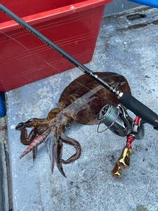 5월 13일 사량도 무늬오징어 조황. 선상낚시로 잡은 물고기 조황