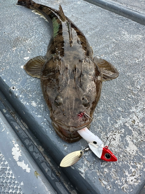 사량도 유니피싱 - 유니호의 조황일지 이미지 - 8