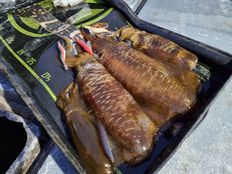 해당 선사를 대표하는 이미지